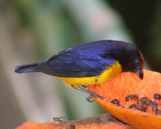Photo (10): Orange-bellied Euphonia
