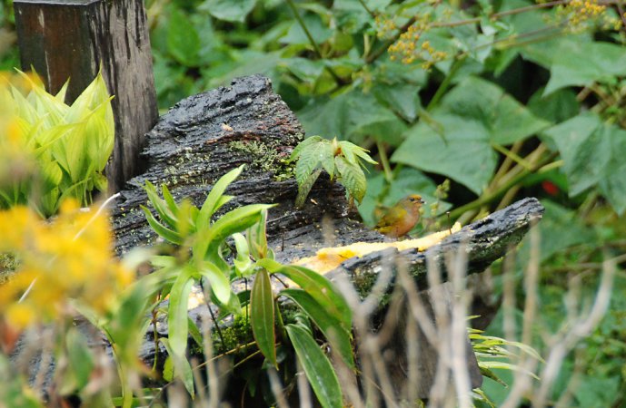 Photo (4): Orange-bellied Euphonia