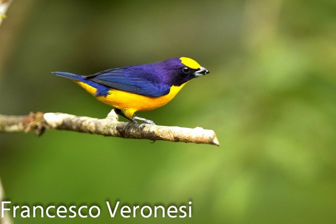 Photo (1): Orange-bellied Euphonia