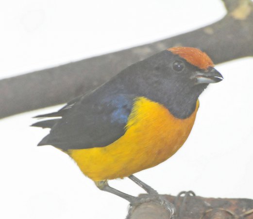 Photo (12): Orange-bellied Euphonia