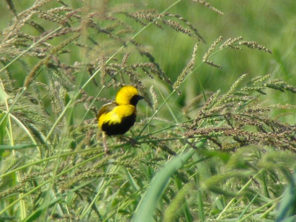 Photo (1): Yellow-crowned Bishop