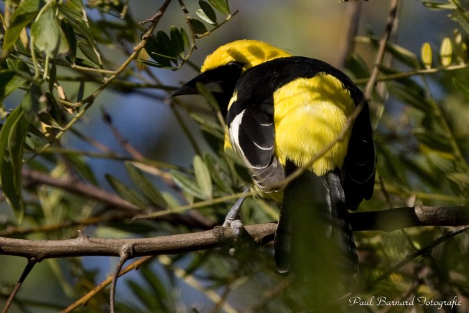 Photo (14): Yellow-crowned Bishop