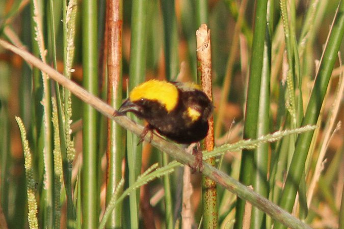 Photo (11): Yellow-crowned Bishop