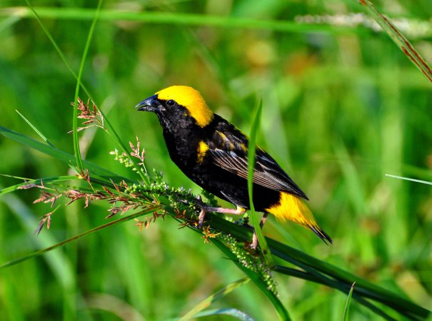Photo (6): Yellow-crowned Bishop