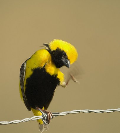Photo (9): Yellow-crowned Bishop