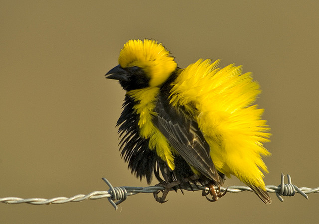 Photo (18): Yellow-crowned Bishop