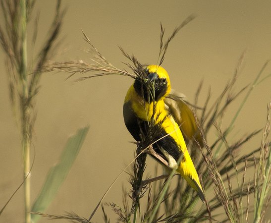 Photo (15): Yellow-crowned Bishop