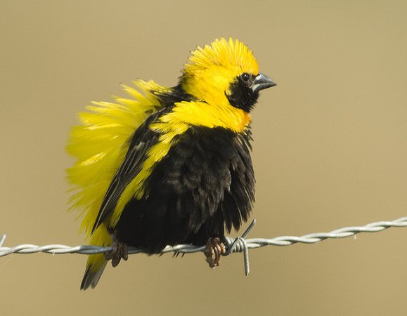 Photo (3): Yellow-crowned Bishop