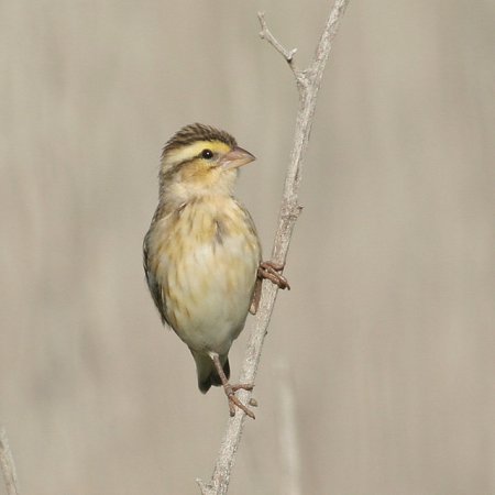 Photo (7): Yellow-crowned Bishop
