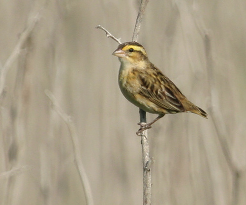 Photo (19): Yellow-crowned Bishop