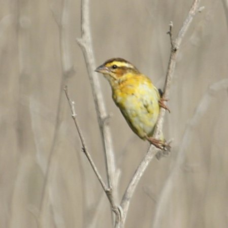 Photo (17): Yellow-crowned Bishop