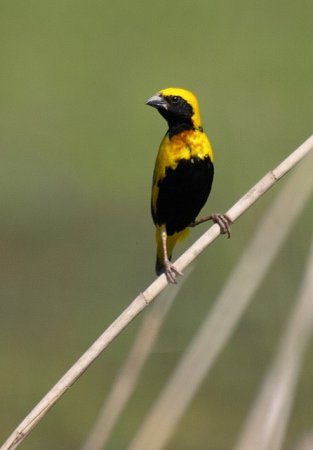 Photo (8): Yellow-crowned Bishop