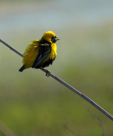 Photo (12): Yellow-crowned Bishop