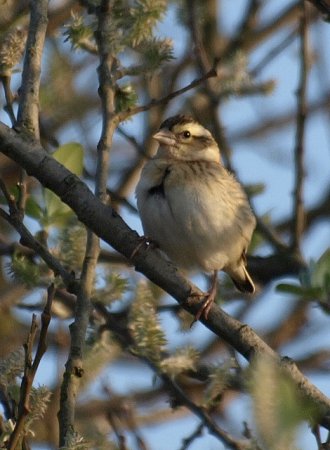 Photo (13): Yellow-crowned Bishop