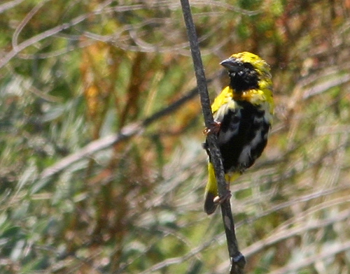 Photo (5): Yellow-crowned Bishop