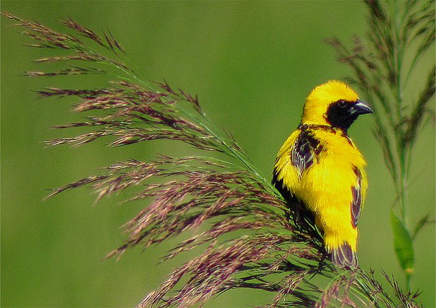 Photo (16): Yellow-crowned Bishop