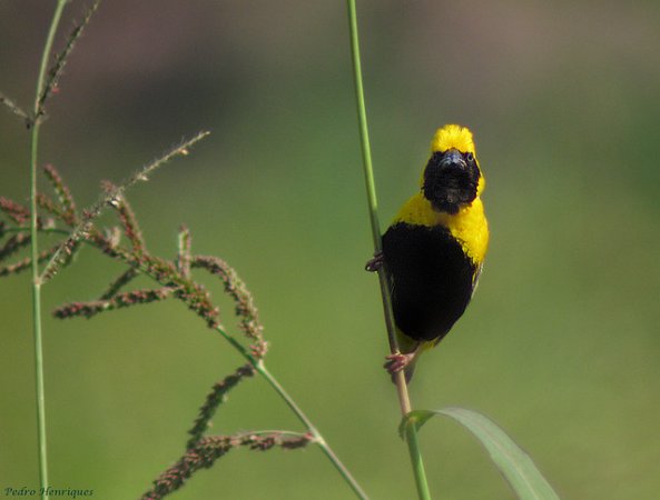 Photo (2): Yellow-crowned Bishop