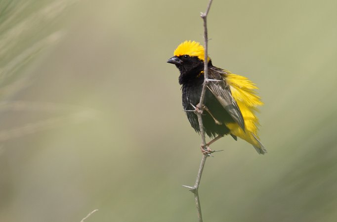 Photo (10): Yellow-crowned Bishop