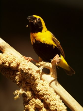 Photo (4): Yellow-crowned Bishop