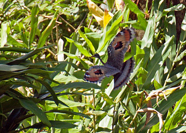 Photo (4): Sunbittern