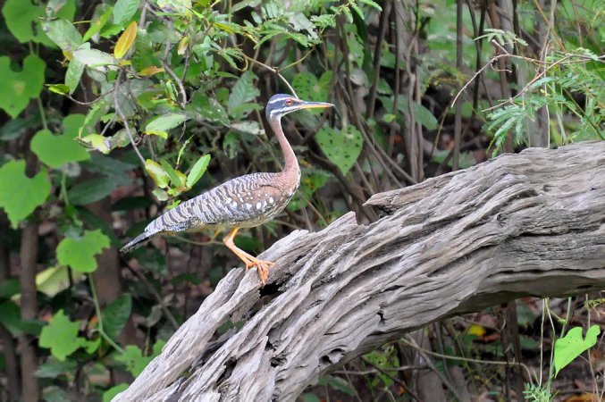 Photo (13): Sunbittern