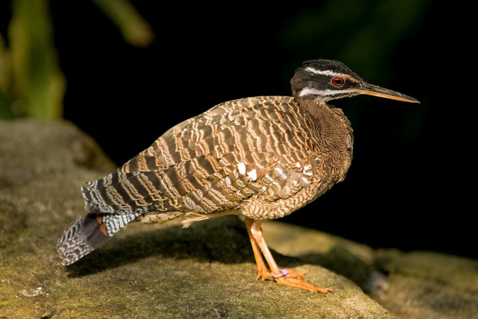 Photo (19): Sunbittern