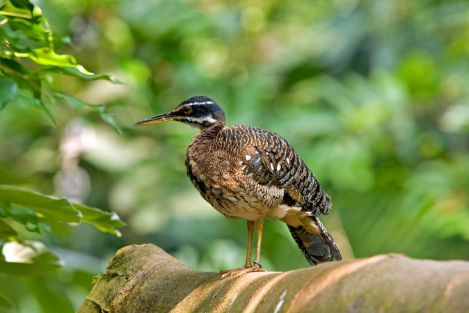 Photo (9): Sunbittern