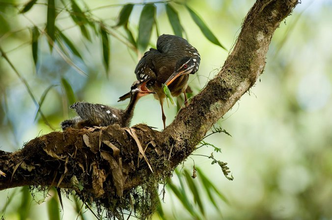 Photo (5): Sunbittern