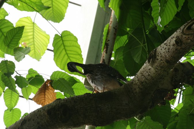 Photo (17): Sunbittern
