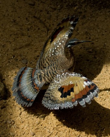 Photo (16): Sunbittern