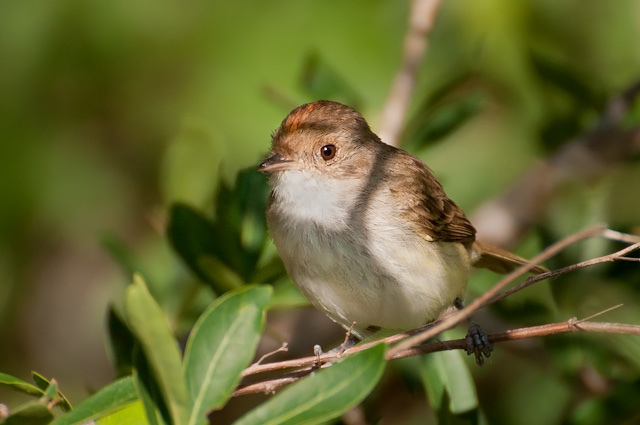 Photo (2): Tawny-crowned Pygmy-Tyrant