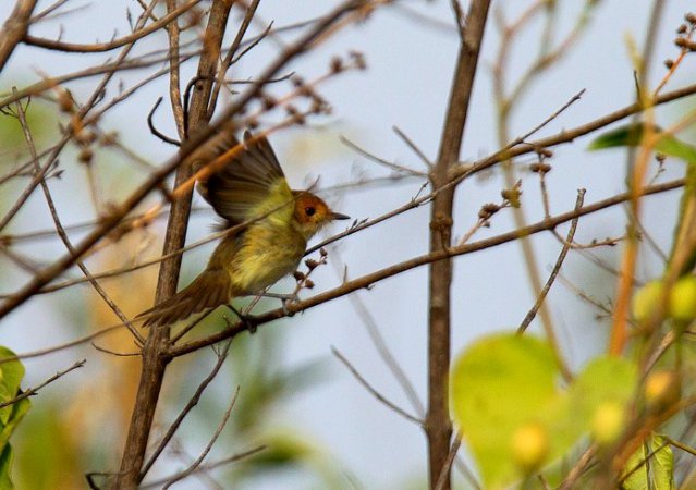 Photo (1): Tawny-crowned Pygmy-Tyrant