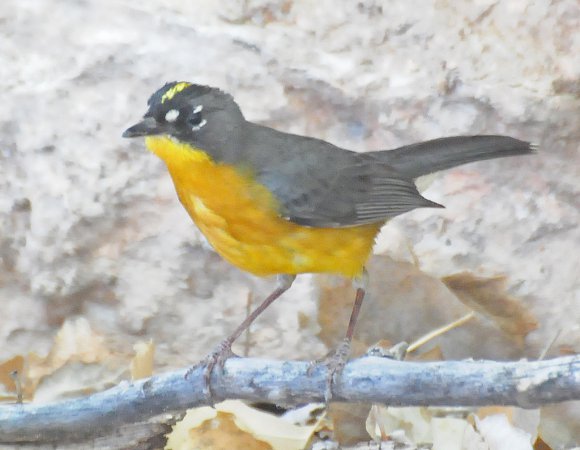 Photo (9): Fan-tailed Warbler
