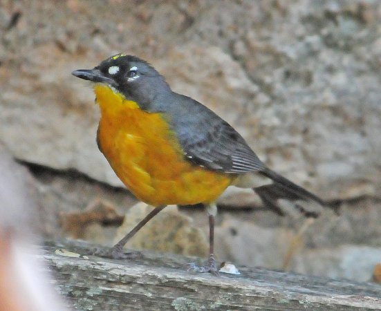 Photo (12): Fan-tailed Warbler