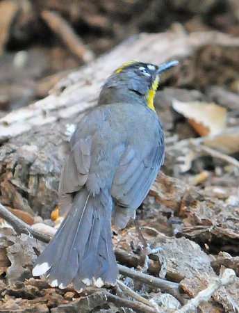 Photo (11): Fan-tailed Warbler