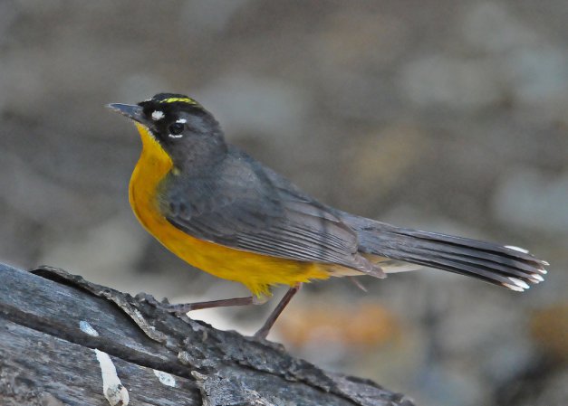 Photo (2): Fan-tailed Warbler