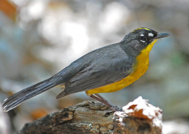 Photo (1): Fan-tailed Warbler
