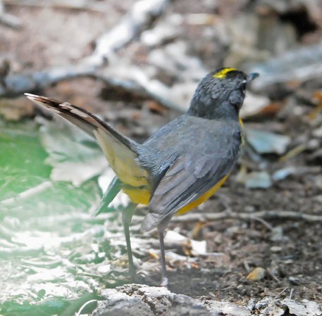Photo (4): Fan-tailed Warbler