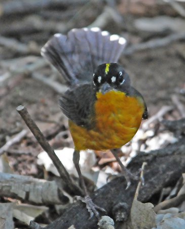 Photo (3): Fan-tailed Warbler