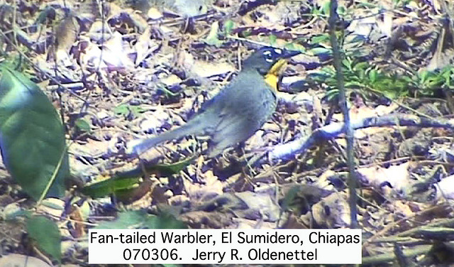 Photo (14): Fan-tailed Warbler