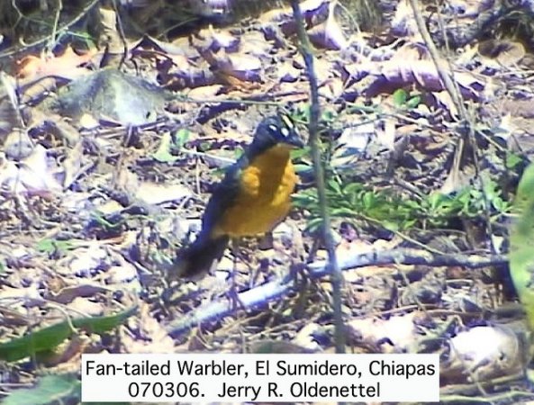 Photo (15): Fan-tailed Warbler