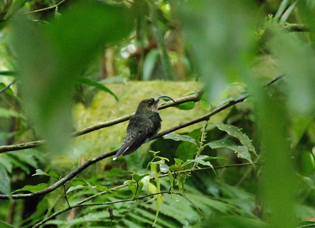 Photo (3): White-tipped Sicklebill