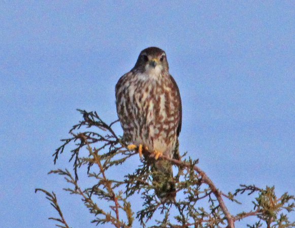 Photo (21): Merlin