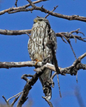 Photo (18): Merlin