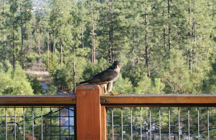 Photo (19): Merlin