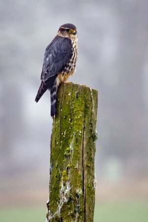 Photo (5): Merlin