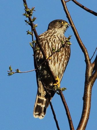Photo (13): Merlin