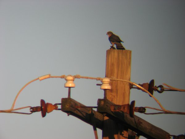 Photo (22): Merlin