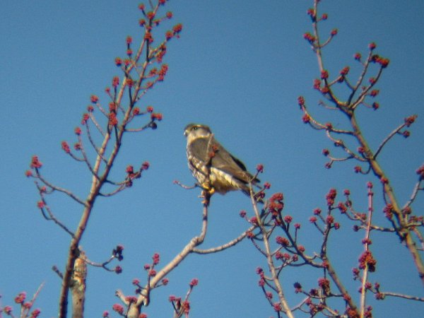 Photo (20): Merlin