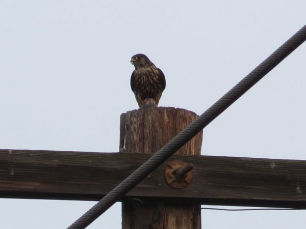 Photo (23): Merlin